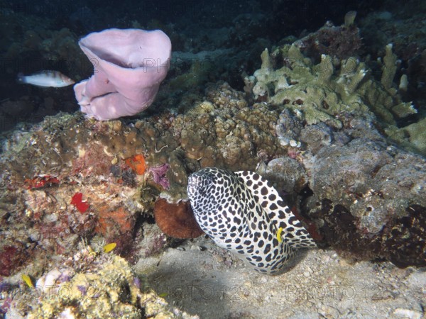 A large web moray eel (Gymnothorax favagineus) moves between corals and pink sponges. Spice Reef