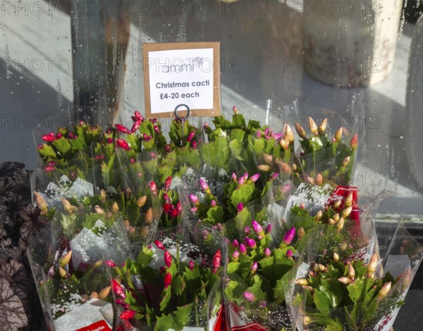 Christmas cacti plants priced for sale on display outside Ammi Flowers florist shop, Devizes,