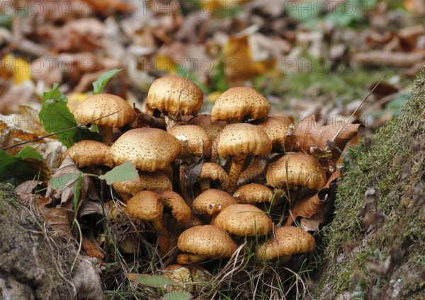 Sparry Schüppling (Pholiota squarrosa), group growing between tree trunks, North Rhine-Westphalia,