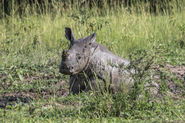 Southern white rhino (Ceratotherium simum simum), young animal lying in a mud bath, Ziwa Rhino
