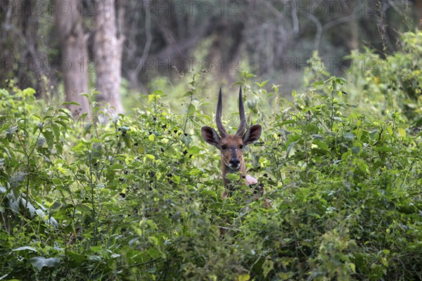 Southern Schirrantilope (Tragelaphus sylvaticus) looking out of bushes, Ziwa Rhino Sanctuary,