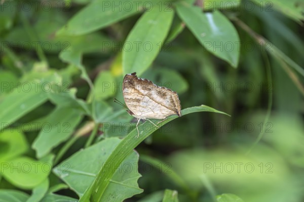 Butterfly, leaf butterfly (Kallima) sitting on blade of grass, Ziwa Rhino Sanctuary, Uganda