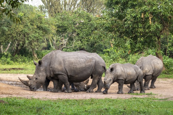 Southern white rhino (Ceratotherium simum simum), several animals at a watering hole, Ziwa Rhino