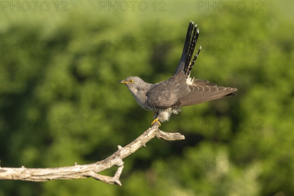 Cuckoo (Cuculus canarus), bird, on branch, Ormoz, Slovenia