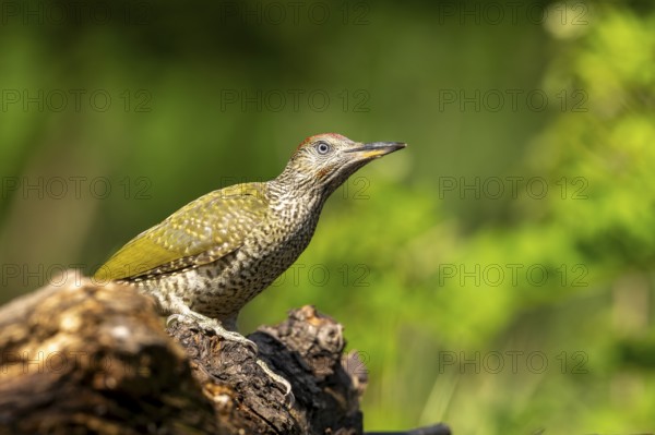 Greeting woodpecker (Picus viridis), bird, juvenile, sideways, on tree trunk, Kiskunsag National