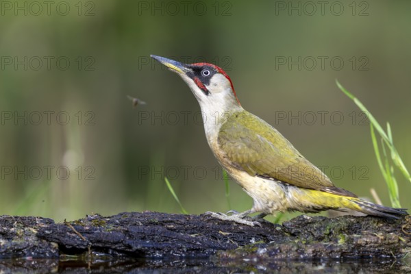 Greeting woodpecker (Picus viridis), bird, male, sideways, on tree trunk, Kiskunsag National Park,
