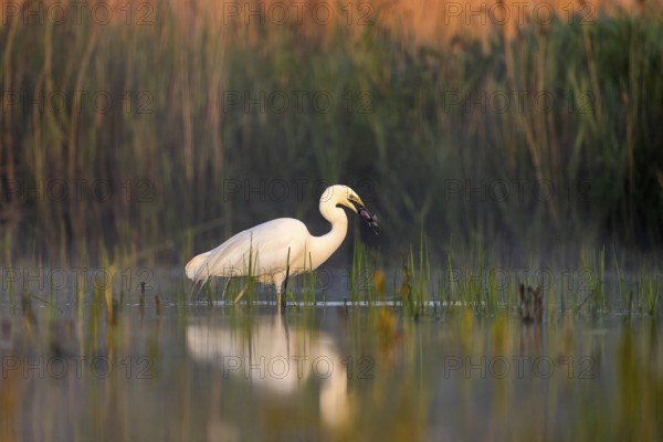 Great egret (Casmerodius albus), bird, in water, fish in beak, morning light, Subotica, Serbia