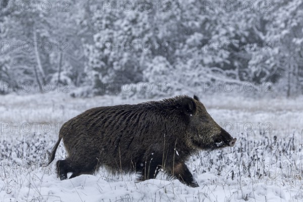 Wild boar boar (Sus scrofa) during mating season, looking for streams in winter landscape,