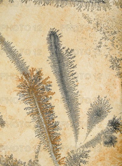 Orange and gray dendrites on light rock, skeletal crystals with fine branches, plant-like crystal