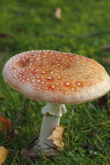 Toadstool (Amanita muscaria), fruiting body, North Rhine-Westphalia, Germany