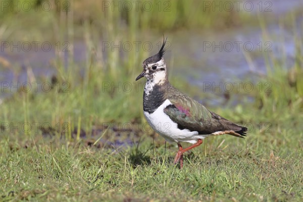 Lapwing (Vanellus vanellus), gorgeous dress, looking for food in a swampy meadow, wildlife,