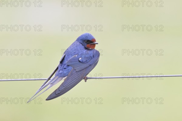 Barn swallow (Hirundo rustica) sitting on a pasture fence, wildlife, animals, birds, swallows,