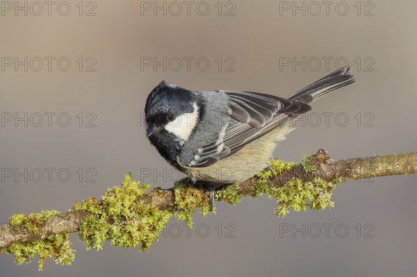 Pine tit (Periparus ater) sitting on moss-covered branch, wildlife, animals, birds, tit,