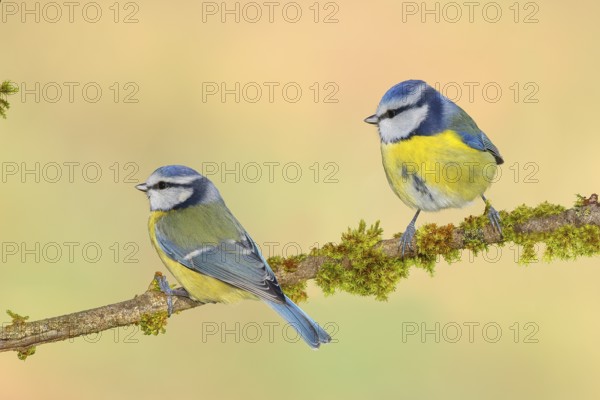 Blue tit (Parus caeruleus), two tits sitting on moss-covered branch, wildlife, animals, birds,