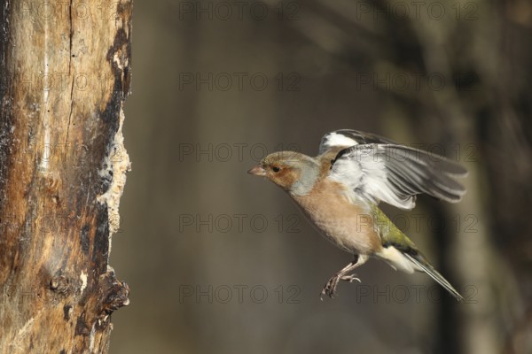 Chaffinch (Fringilla coelebs) male in flight, approach to forage wood, winter feeding, Allgäu,