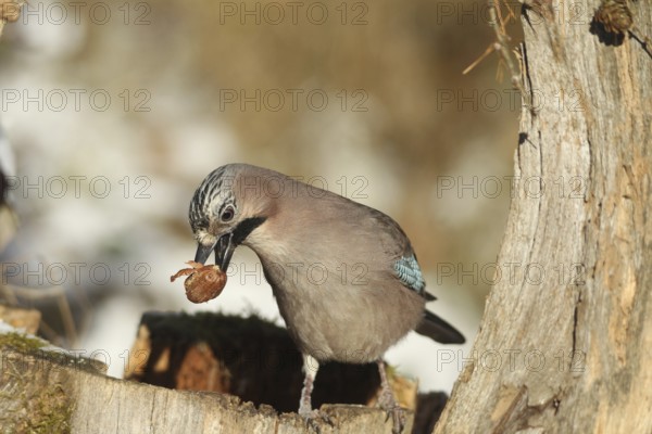 Eurasian Jay (Garrulus glandarius) with acorn (Quercus) in its beak, feeding in the forest during