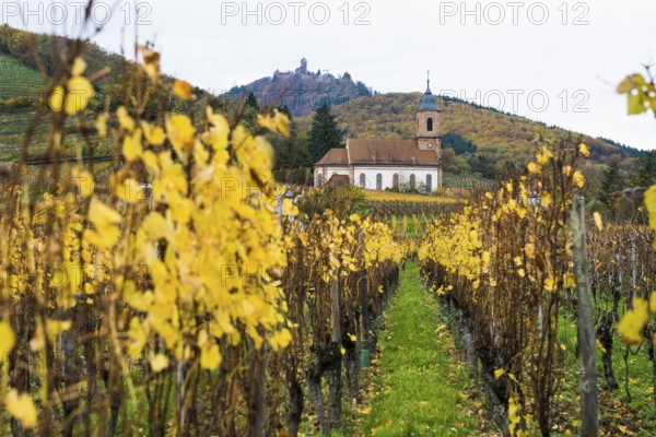 Chapel in the vineyards and castle Château du Haut-Kœnigsbourg, Kintzheim, Bas-Rhin department,