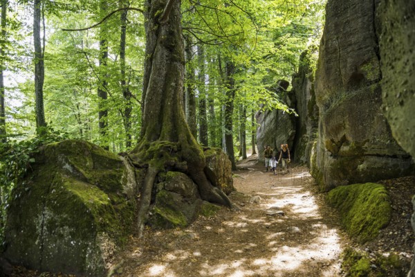 Hiking trail and rocks, Mont Sainte-Odile Abbey, Ottrott, Bas-Rhin Department, Alsace, France