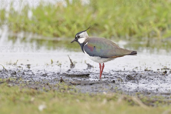 Lapwing (Vanellus vanellus), gorgeous dress, looking for food in a swampy meadow, wildlife,