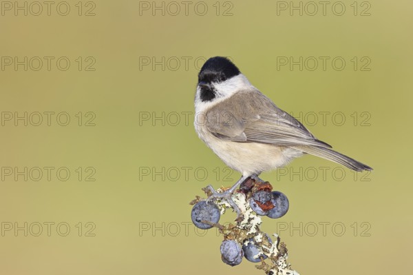 Swamp tit, (Parus palustris), sitting on a branch in a blackthorn bush, (Prunus spinosa), sloes,