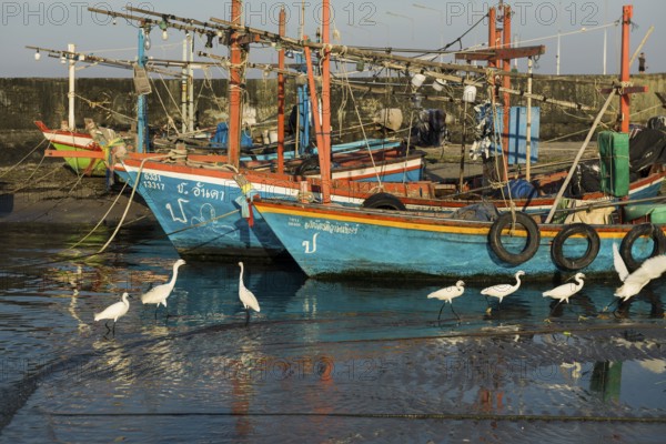 Colorful fishing boats and herons in harbor, sunset, Hua Hin, Prachuap Khiri Khan, Central