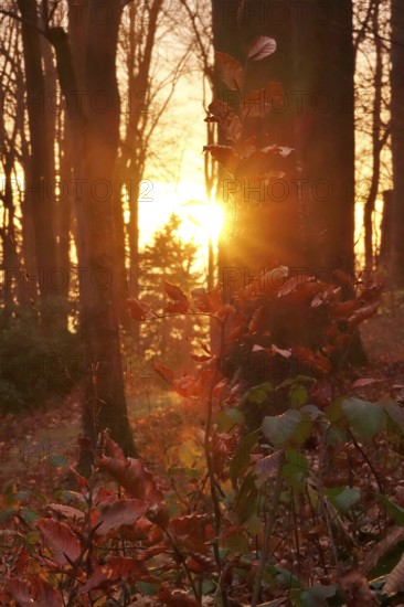 Forest on a November evening, sunset, autumn, Germany
