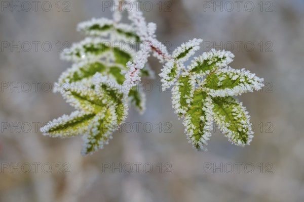 Green leaves with frost and hoarfrost, detailed view in nature, hoarfrost, winter, Urphar,