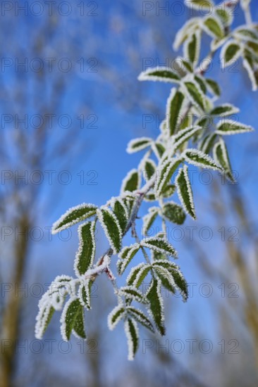 Green leaves with hoarfrost against clear blue sky, hoarfrost, winter, Urphar, Wertheim,