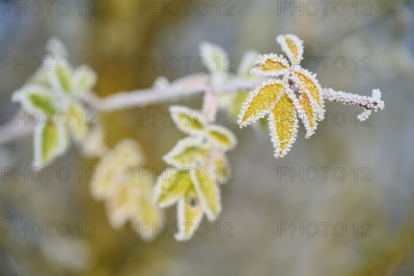 Green and yellow leaves with hoarfrost, against blurred background, hoarfrost, winter, Urphar,