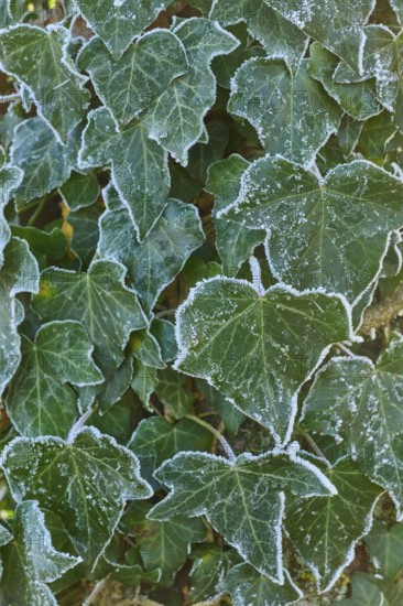Frozen ivy leaves covered with frost, detail from nature, hoarfrost, winter, Urphar, Wertheim,