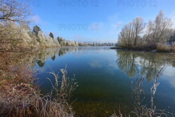 A lake with winter trees and water that wonderfully reflects the clear sky, hoarfrost, winter,