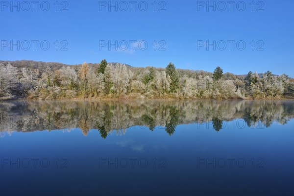 Wintery forest reflected in the clear water of a lake under a blue sky, hoarfrost, winter, Mondsee,