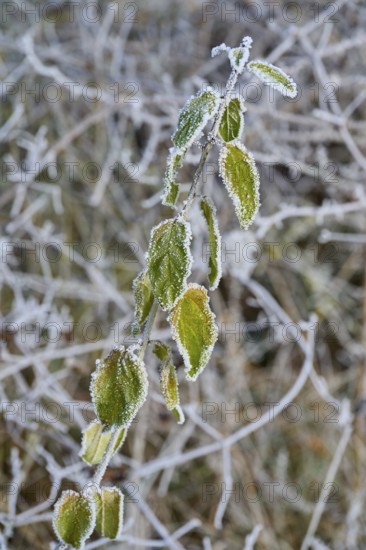 Green leaves covered with frost on a branch in a winter environment, hoarfrost, winter, Urphar,