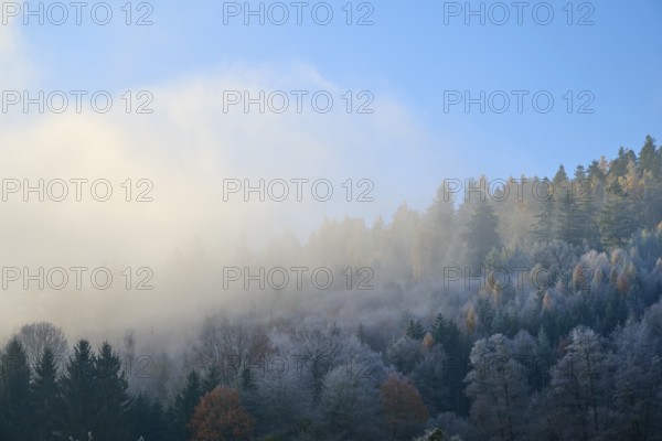 Morning fog over a quiet autumnal forest with various trees, hoarfrost, winter, Boxtal, Main-Tauber