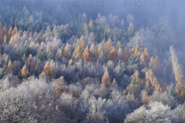 Forest in autumn with colorful trees and fog that creates a quiet, calming atmosphere, hoarfrost,