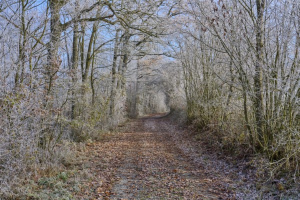 A frost-covered forest trail on a cool day in winter, surrounded by bare, frozen trees, hoarfrost,