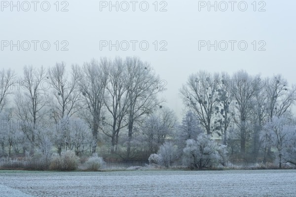 A forest with frost-covered trees with mistletoe and fog in a winter landscape, hoarfrost, winter,