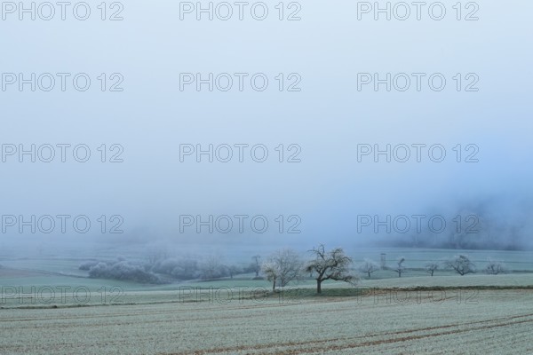 Blurry trees in a frosty, fog-covered landscape, hoarfrost, winter, Bürgstadt, Miltenberg,