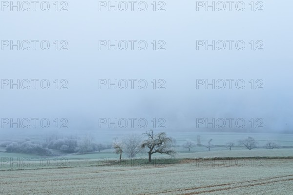 Single tree in frosty winter landscape with thick fog, hoarfrost, winter, Bürgstadt, Miltenberg,