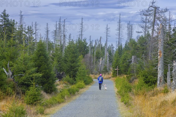 Walker with dog walking through bark beetle infested forest with dead spruce trees in the Harz
