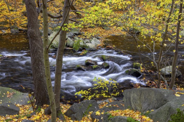 River Bode running through forest showing autumn colours, fall colors at Nature reserve Bode Valley