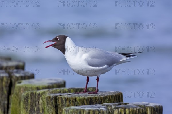 Black-headed gull (Chroicocephalus ridibundus, Larus ridibundus) adult bird in summer plumage