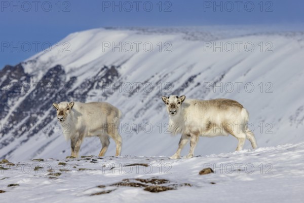 Two Svalbard reindeer (Rangifer tarandus platyrhynchus) with cast antlers foraging on snow covered