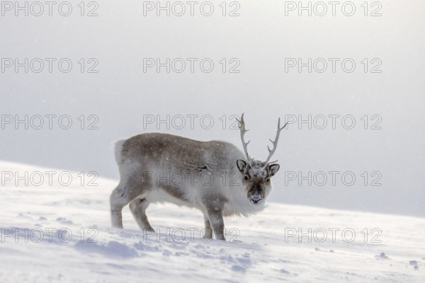 Svalbard reindeer (Rangifer tarandus platyrhynchus) adult in thick winter coat foraging on snow
