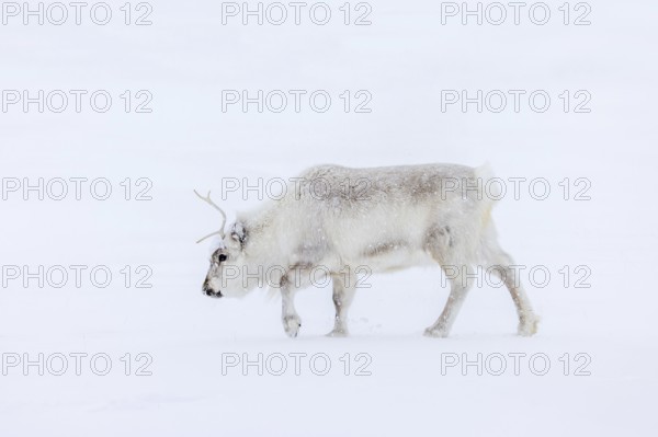 Svalbard reindeer (Rangifer tarandus platyrhynchus) adult in thick winter coat during snowfall on