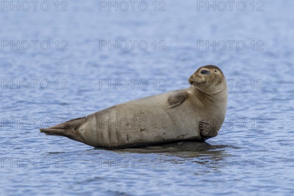 Common seal, harbour seal (Phoca vitulina) resting on rock in the Arctic Ocean along the coast of