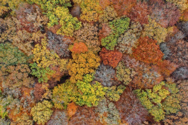 Aerial view over European beeches, beech trees (Fagus sylvatica) with foliage in yellow and brown