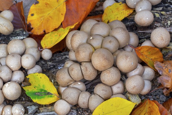 Pear-shaped puffball, stump puffballs (Apioperdon pyriforme, Lycoperdon pyriforme), saprobic fungus