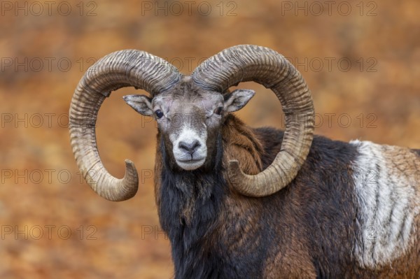 European mouflon (Ovis aries musimon, Ovis gmelini musimon) ram, male with big horns in forest