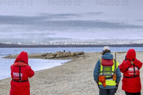 Two ecotourists, eco-tourists with guide armed with rifle watching walruses resting on beach along